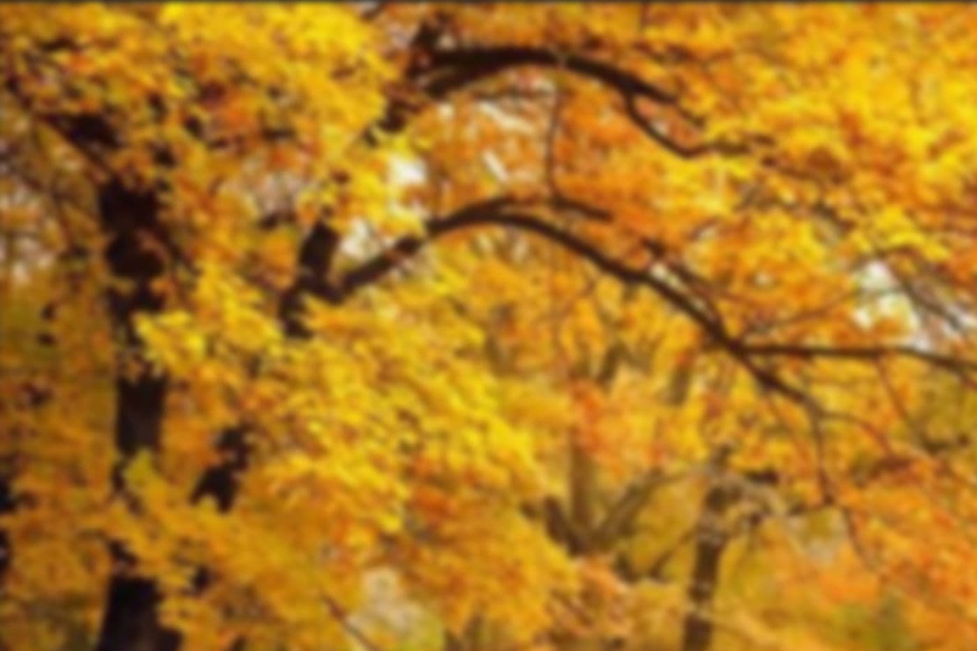 autumn-dummy