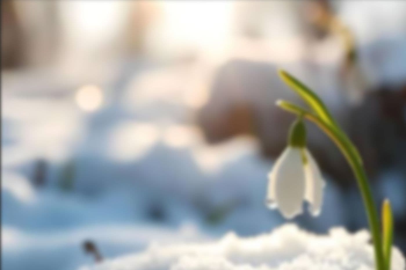 spring-dummy